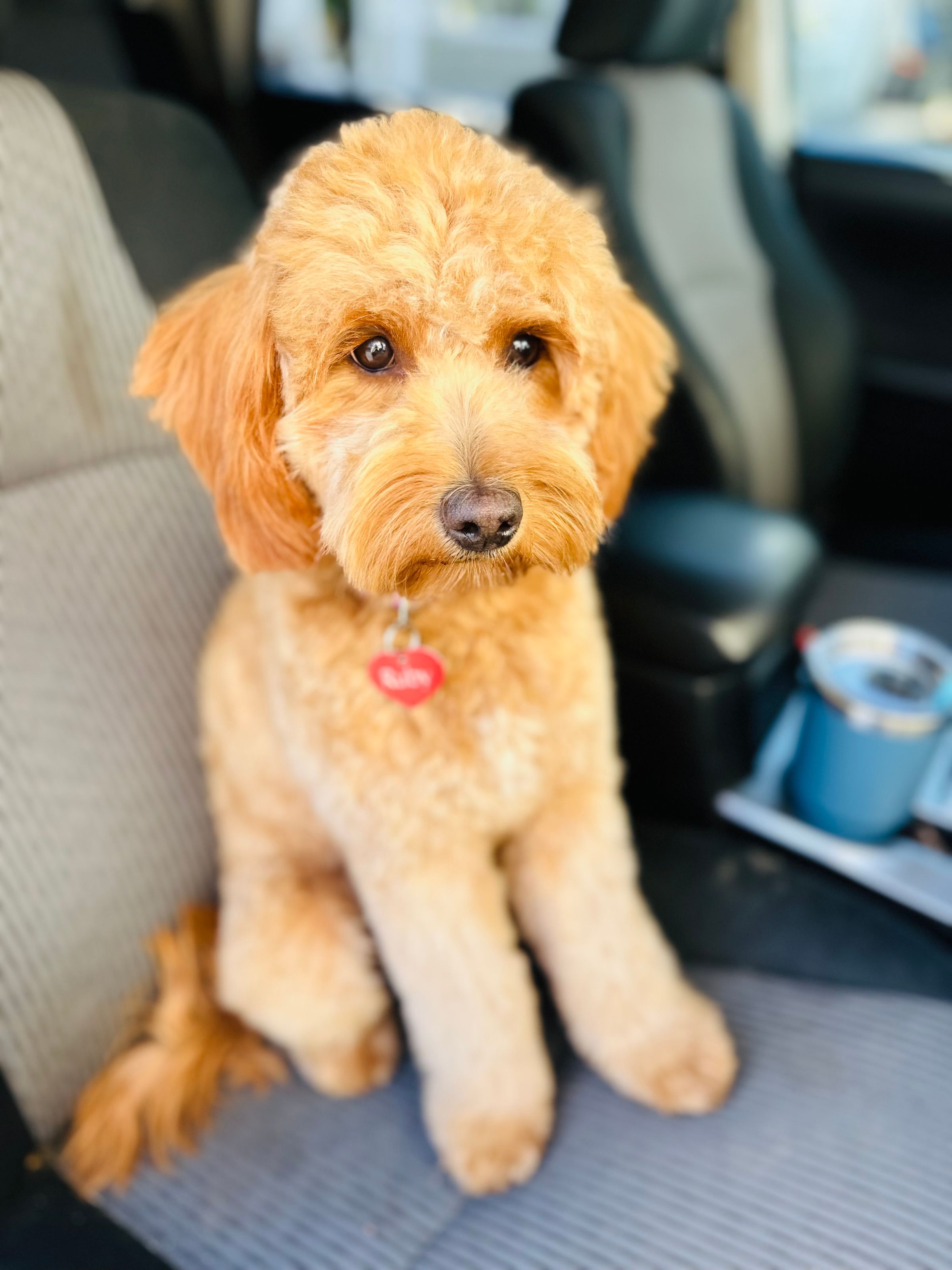 Luxurious Doodle's image