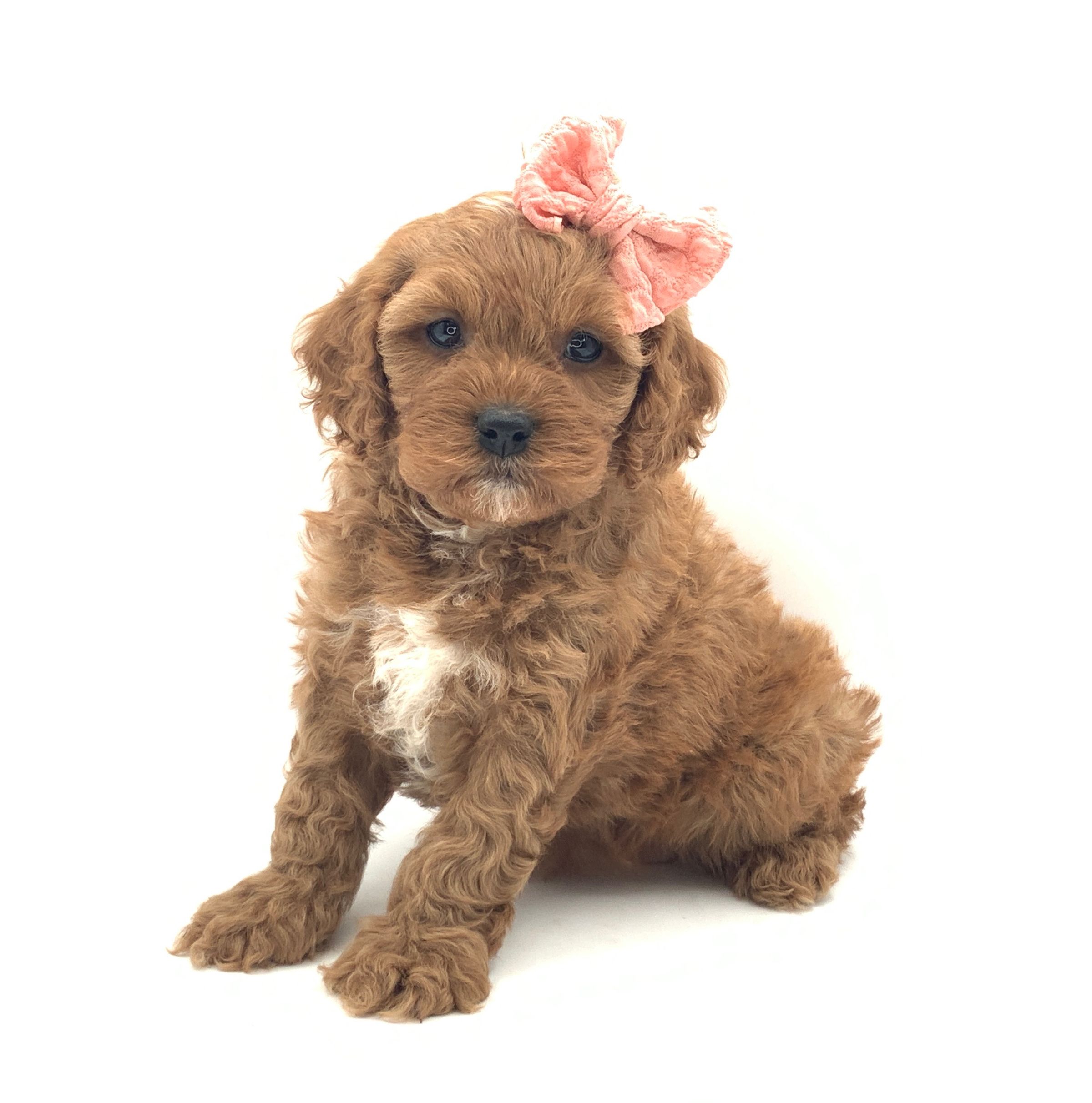 Luxurious Doodle's image