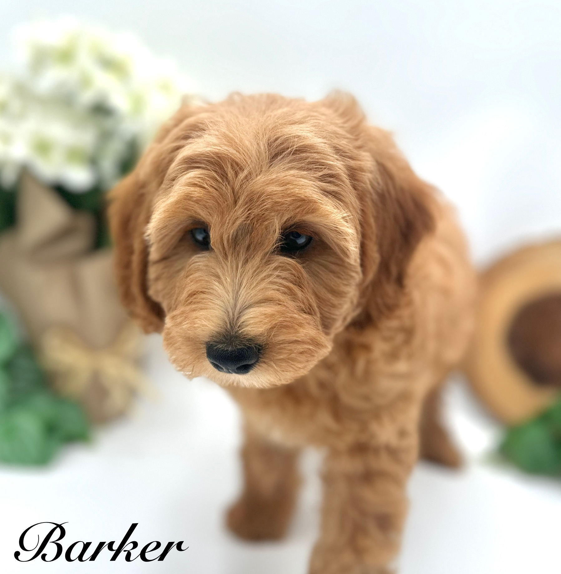 Luxurious Doodle's image