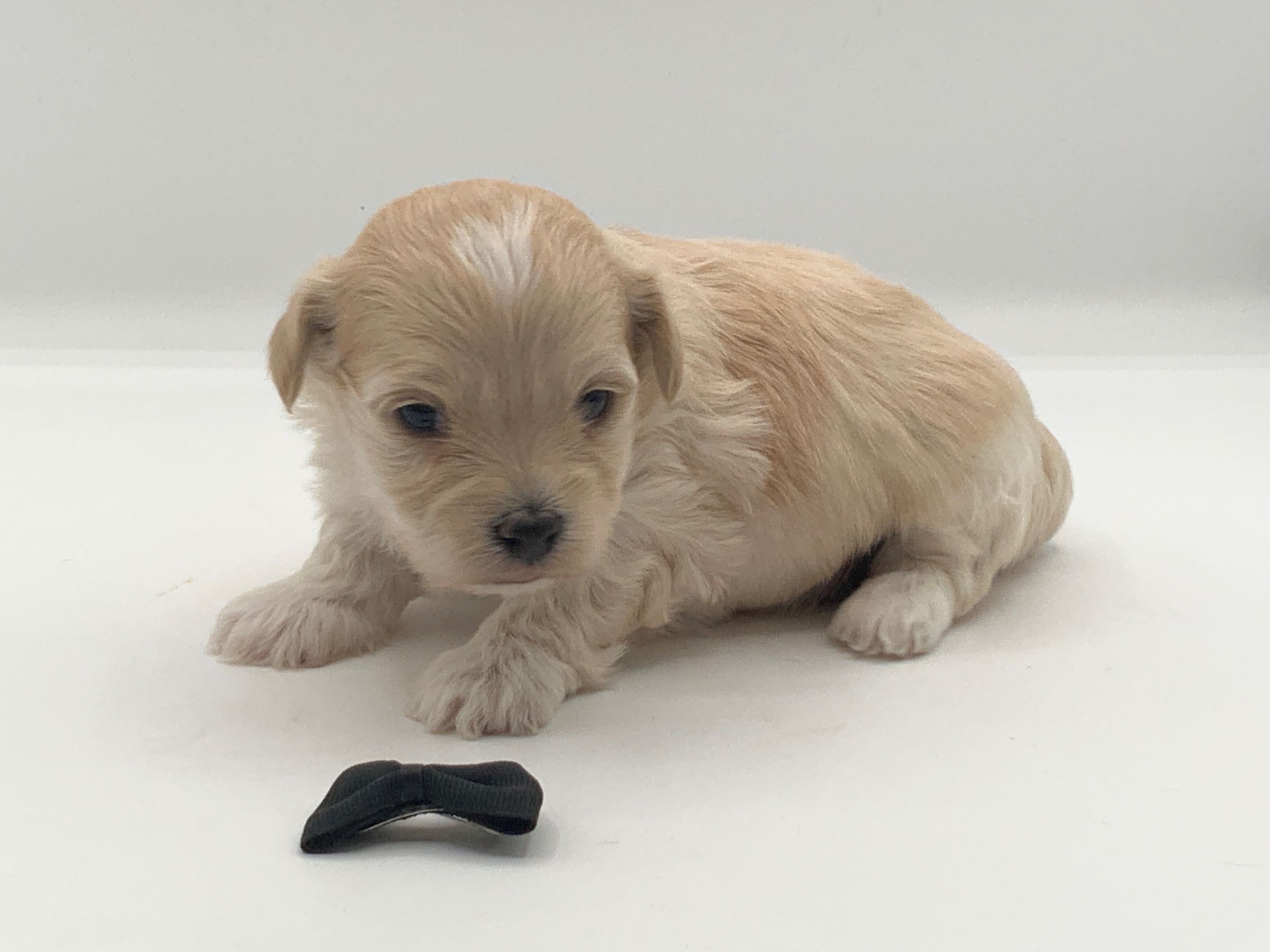 Luxurious Doodle's image