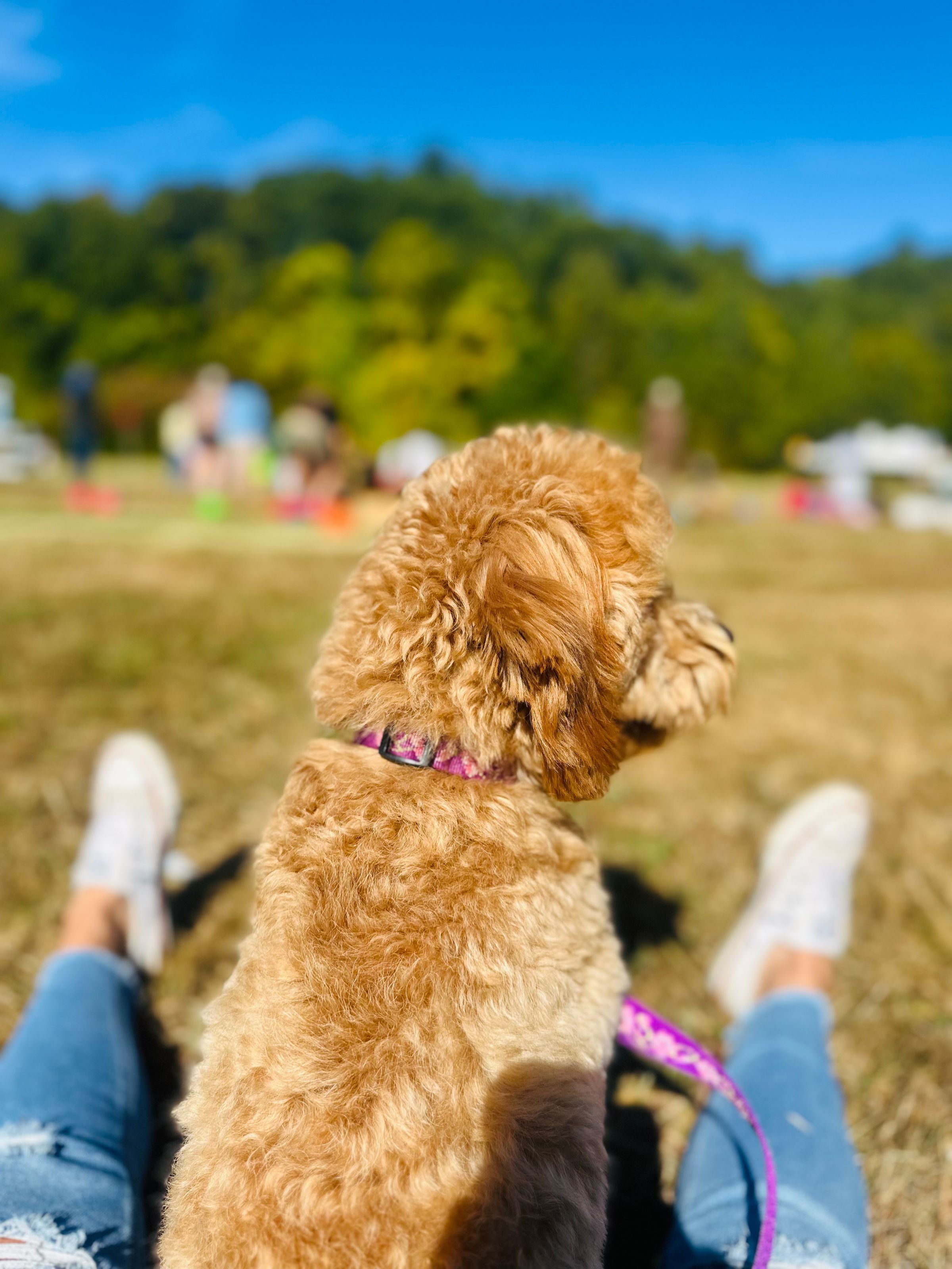 Luxurious Doodle's image