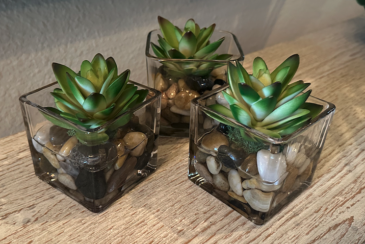Small Succulents in Water