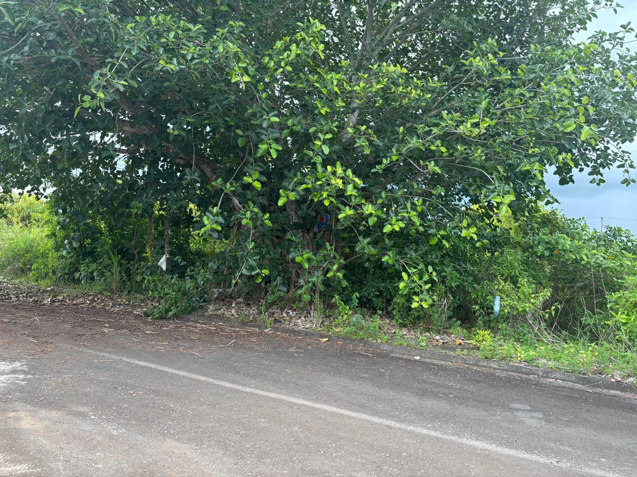 Luxor Estates Ltd's image