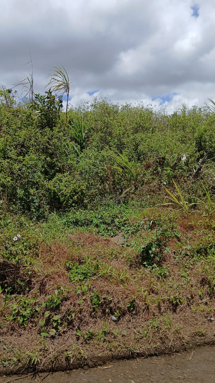 Luxor Estates Ltd's image