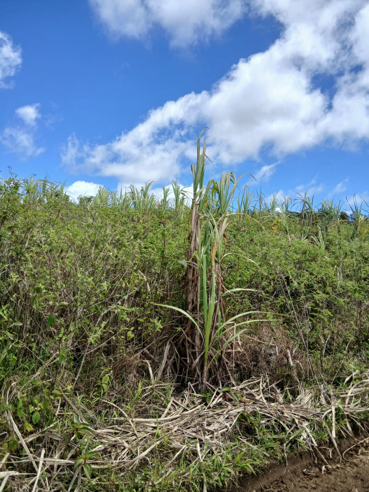 Luxor Estates Ltd's image