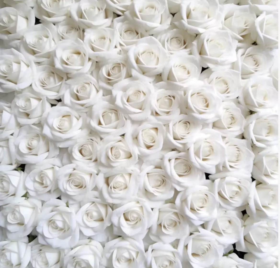 07. WHITE ROSES