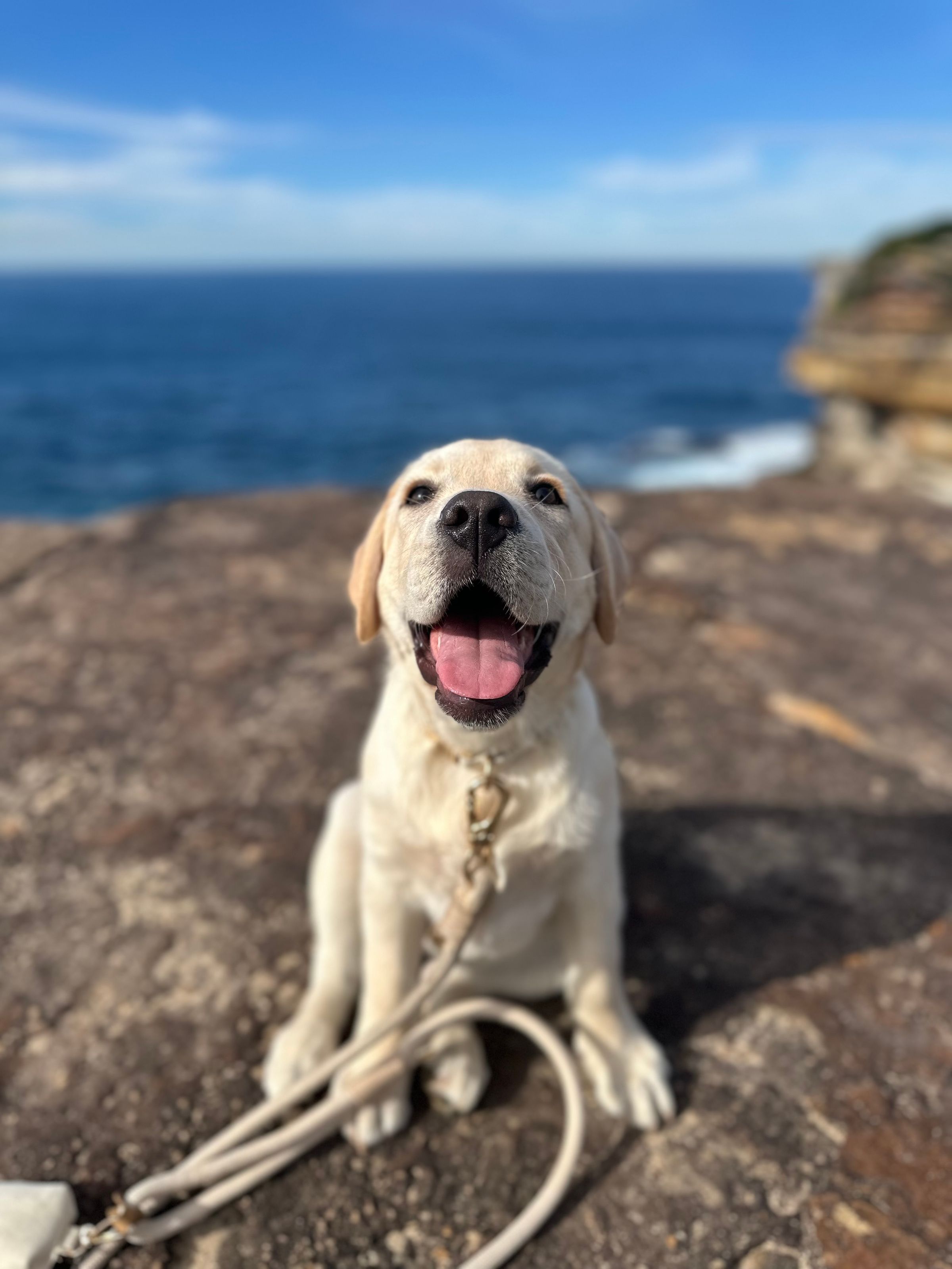 Pound Town Pooches's image