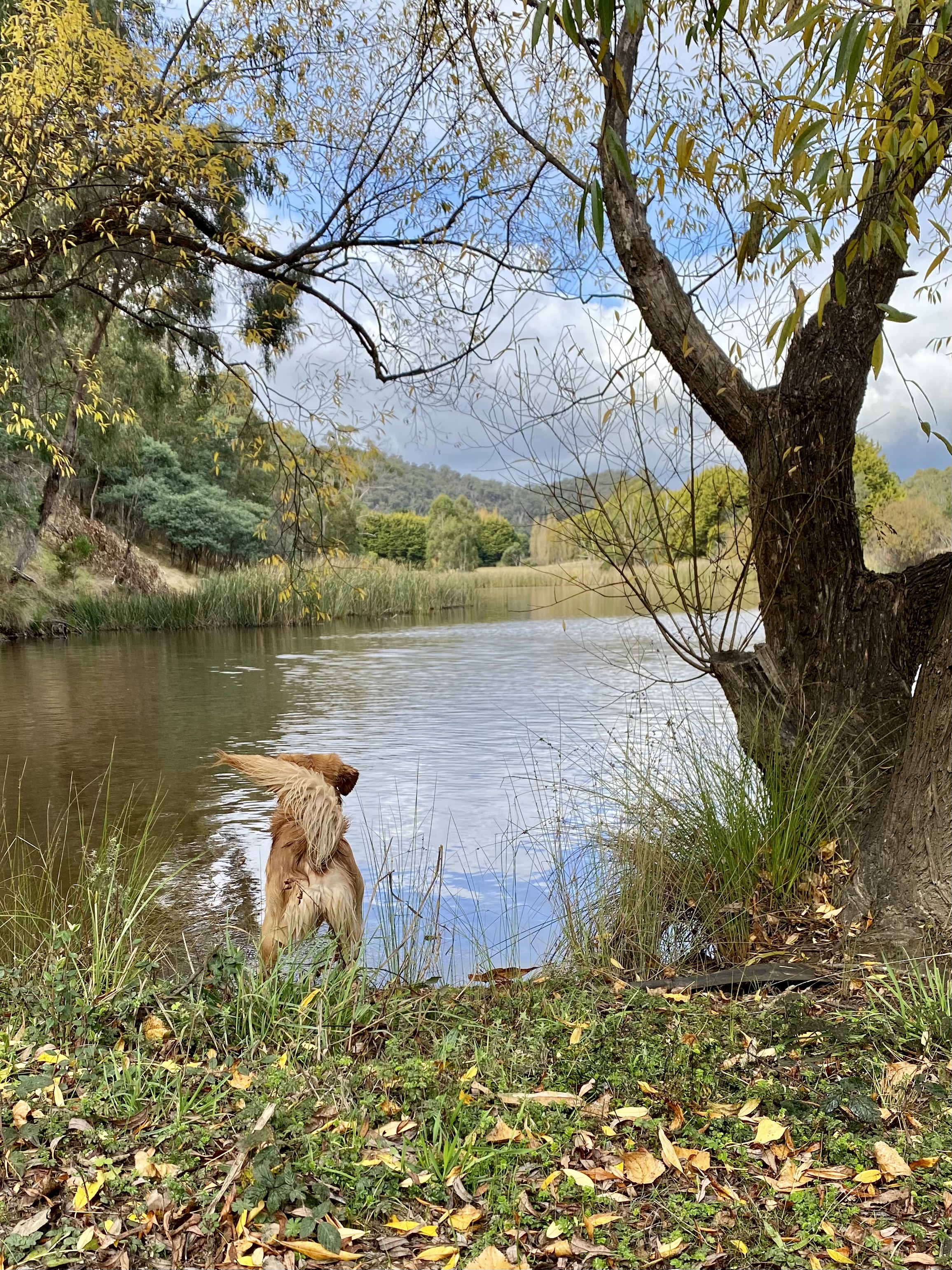 Dog Days Training and Adventure's image