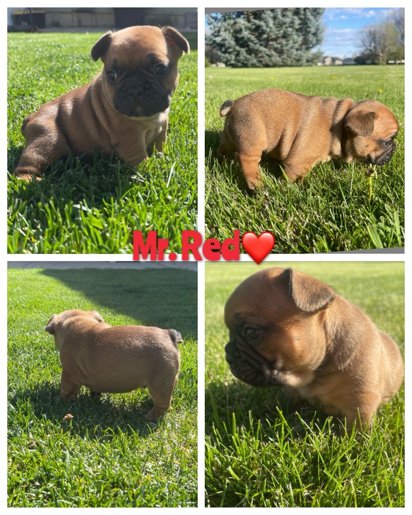 Mr❤️ Red Fawn (AYAY Coco Dd Bb EME)