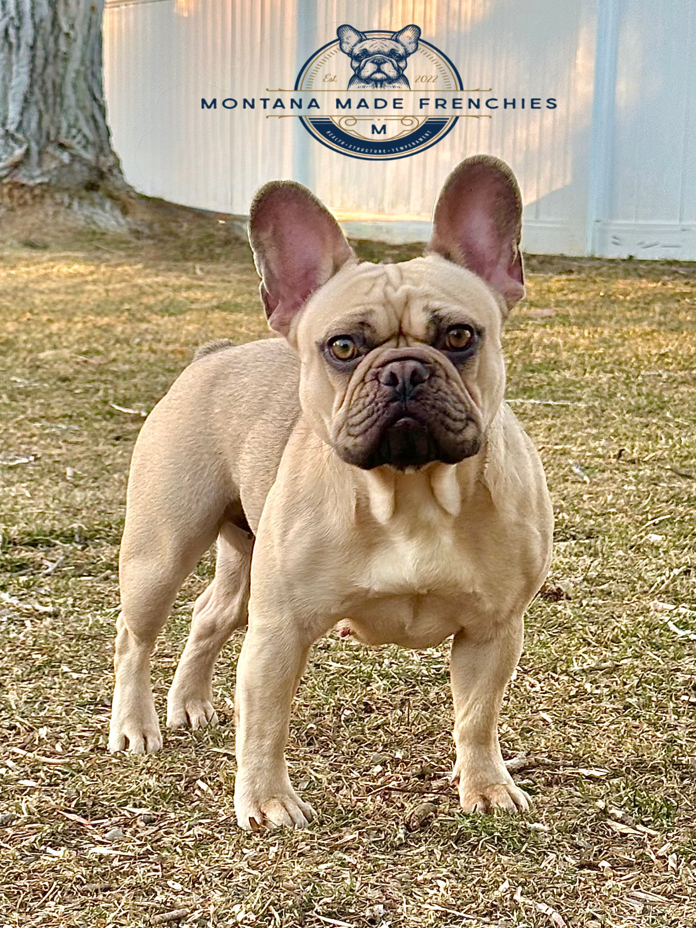 Montana made frenchies's image