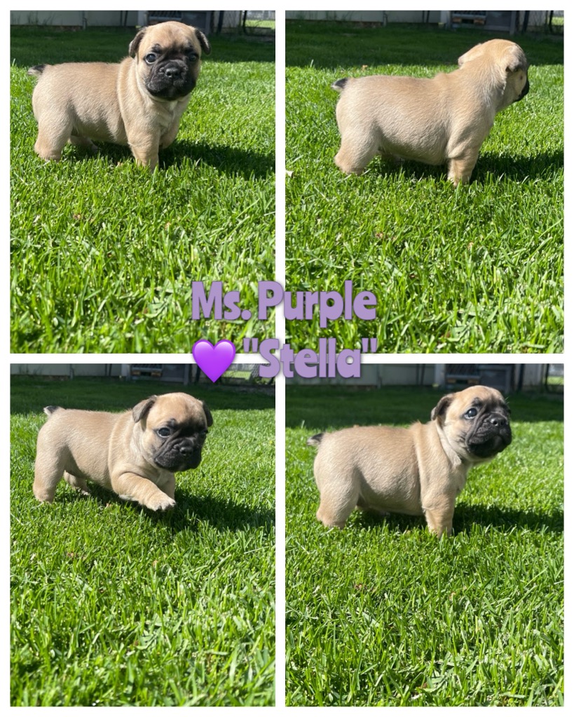 Ms Purple Fawn female 