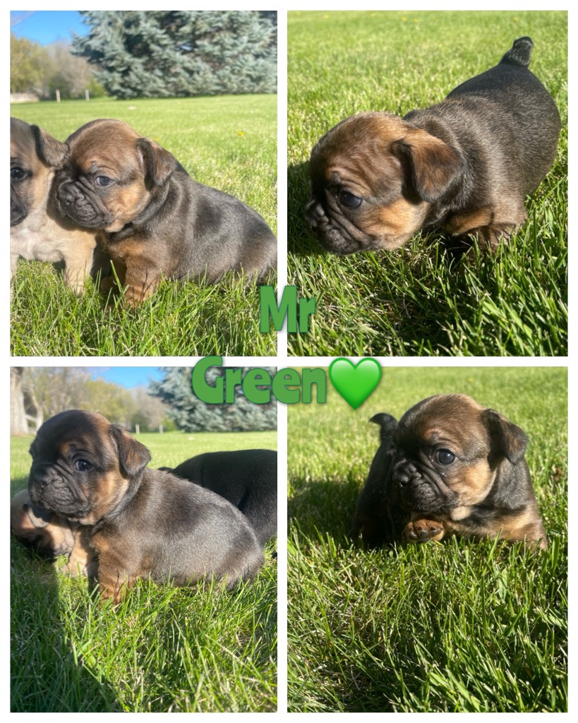 Mr Green Red fawn Sable (RESERVED)