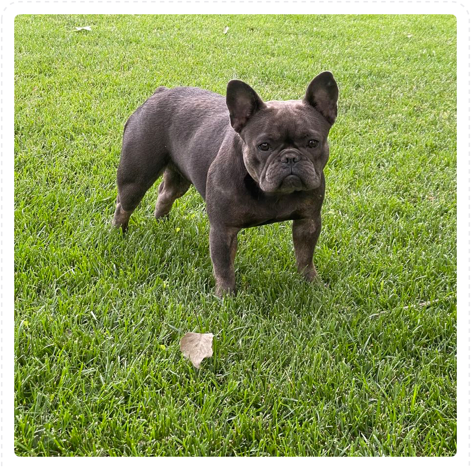 Montana made frenchies's image