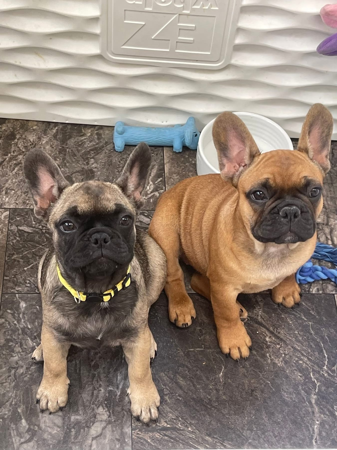 Montana made frenchies's image