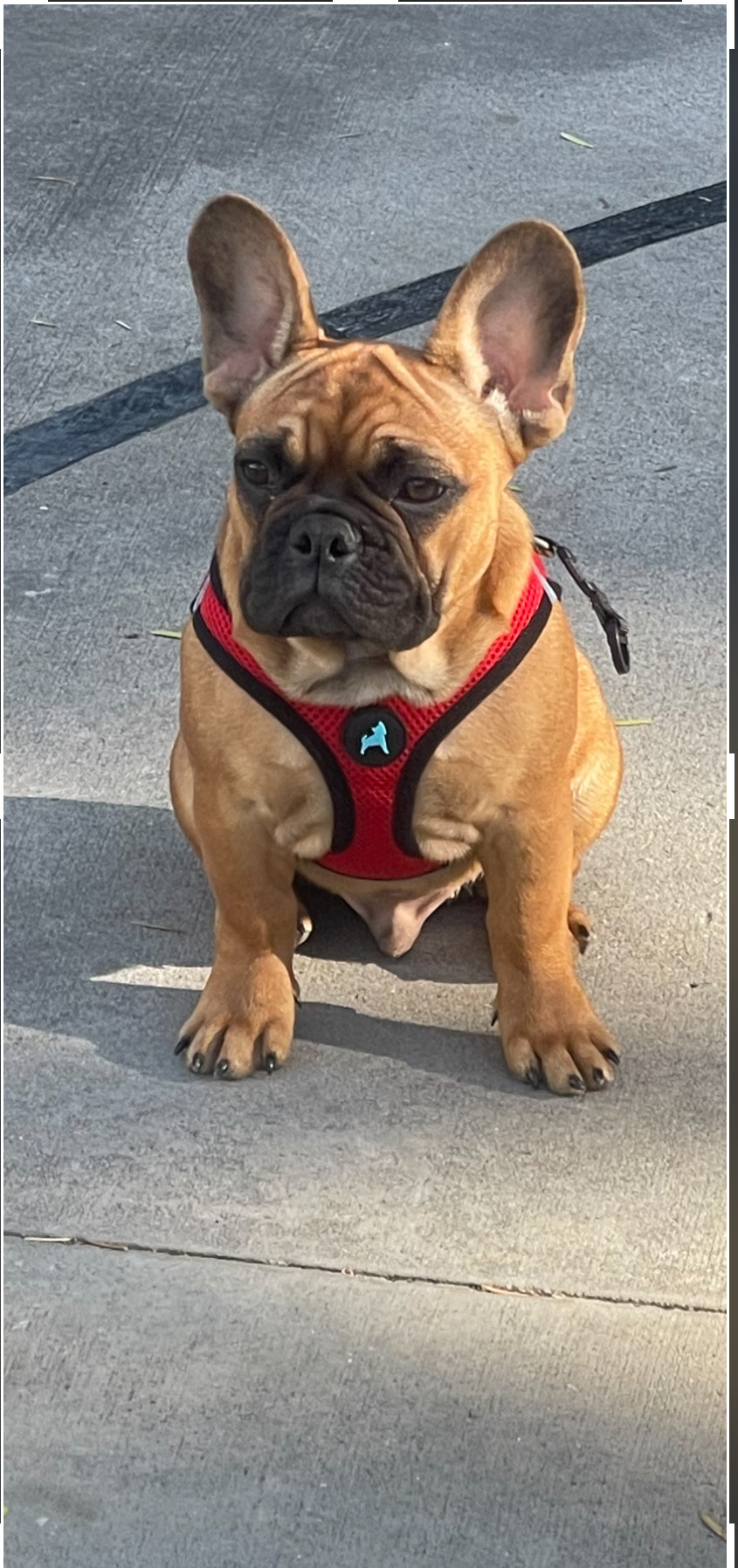 Montana made frenchies's image