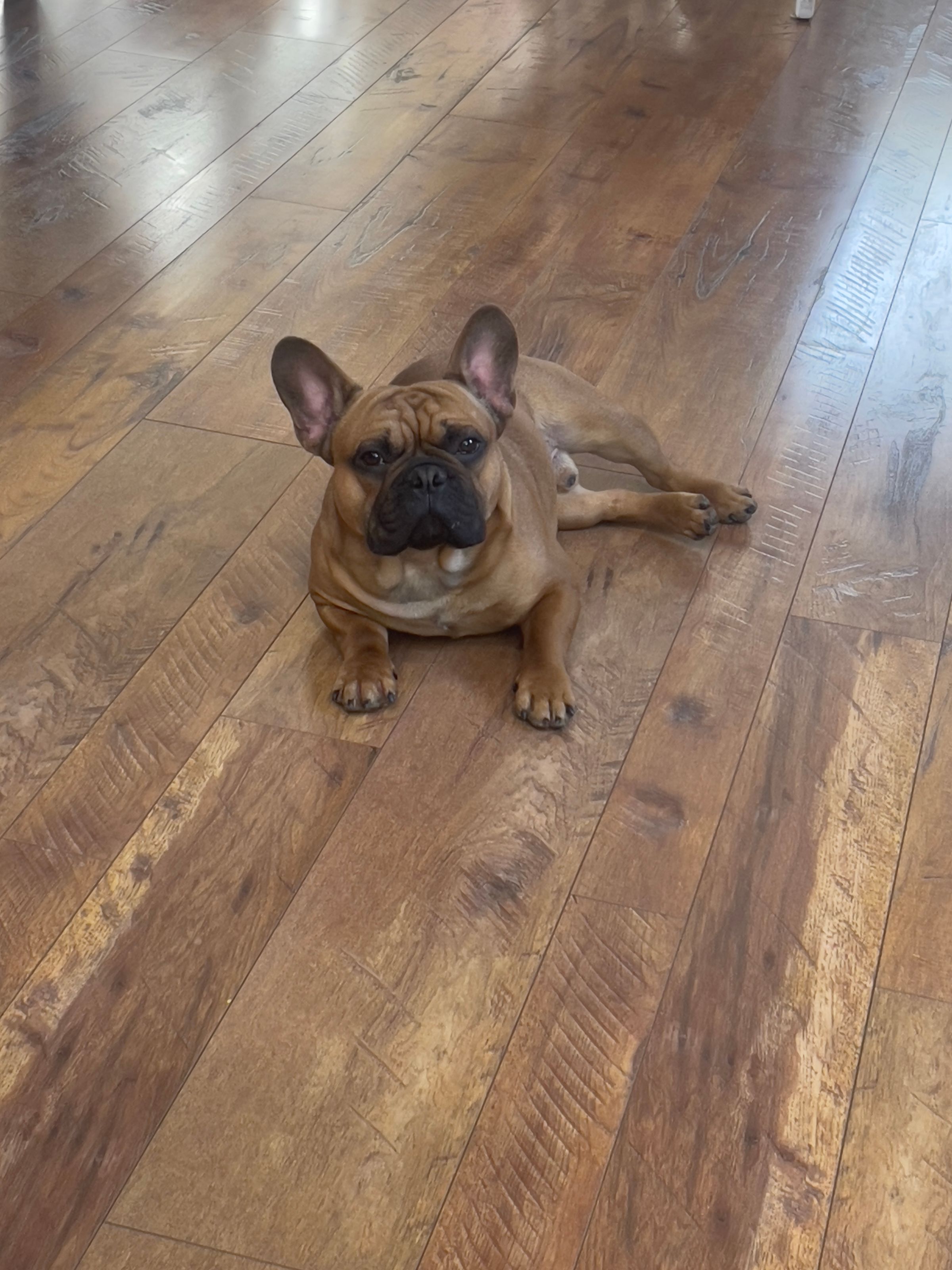 Montana made frenchies's image