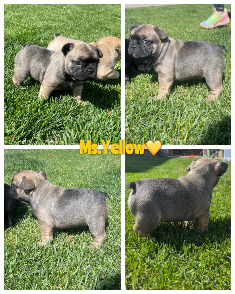 Ms Yellow Fawn Sable carrying co/b/d and potentially fluffy 
