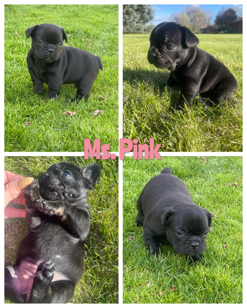 Ms Pink Black with slight tan points on feet 