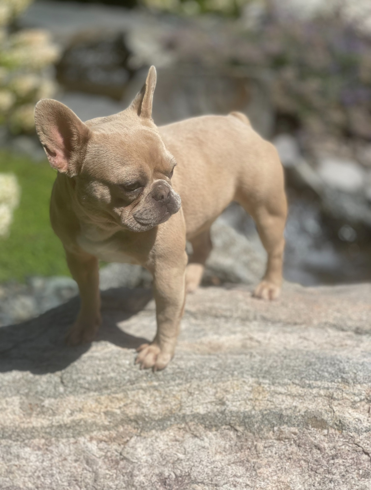 Montana made frenchies's image