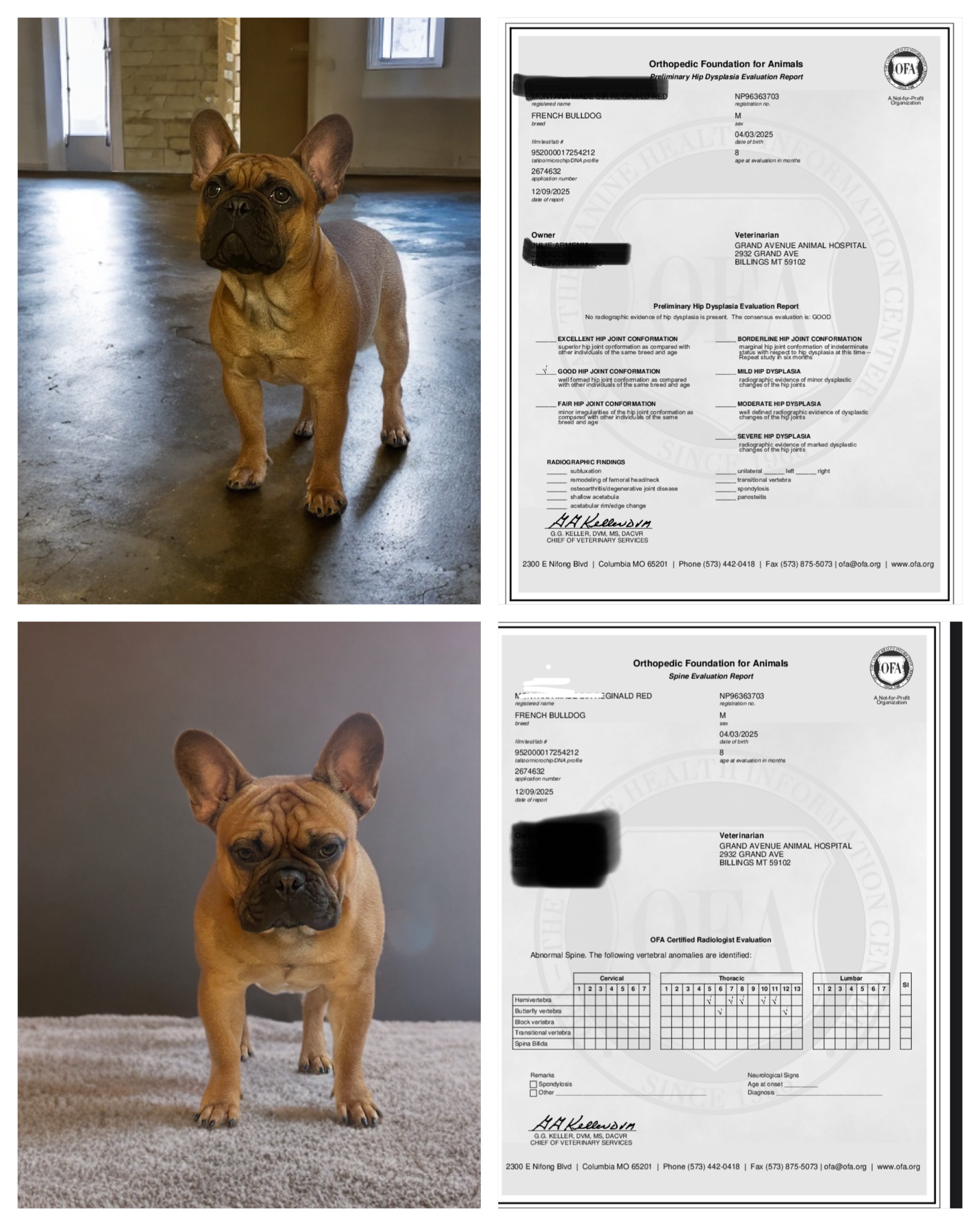 Montana made frenchies's image