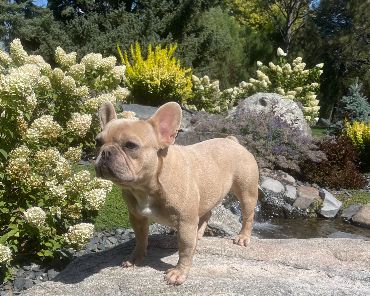 Montana made frenchies's image
