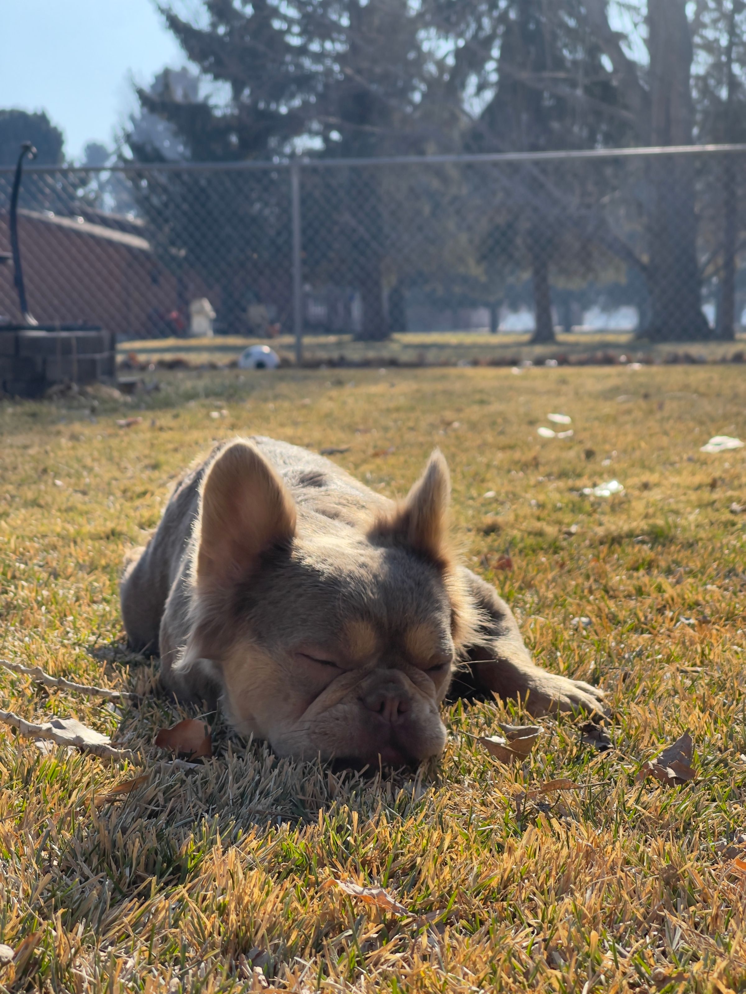 Montana made frenchies's image