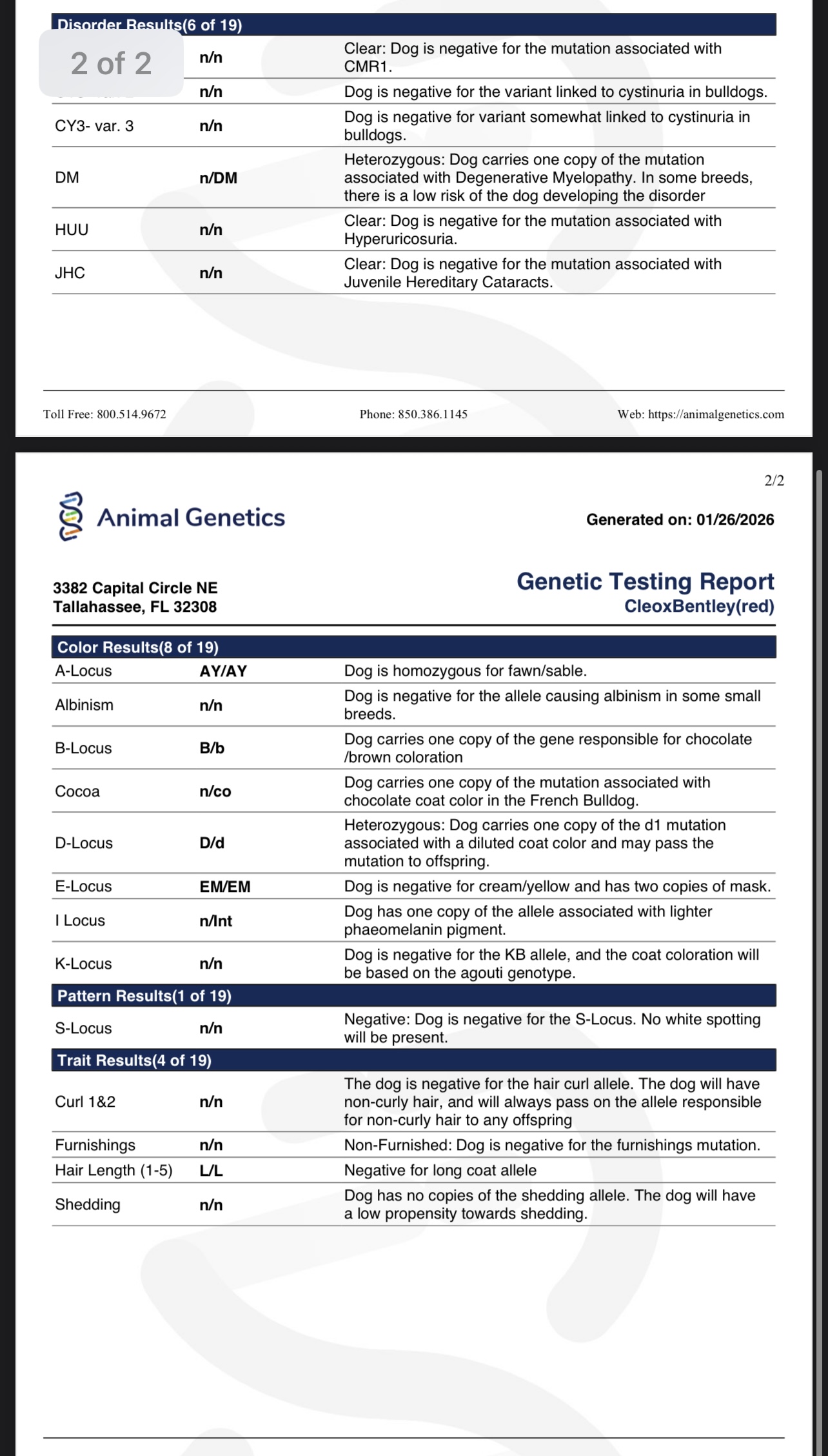 Montana made frenchies's image