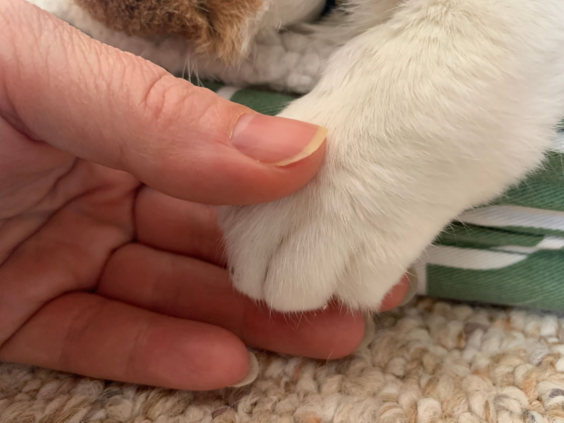 Black Iris Reiki's image