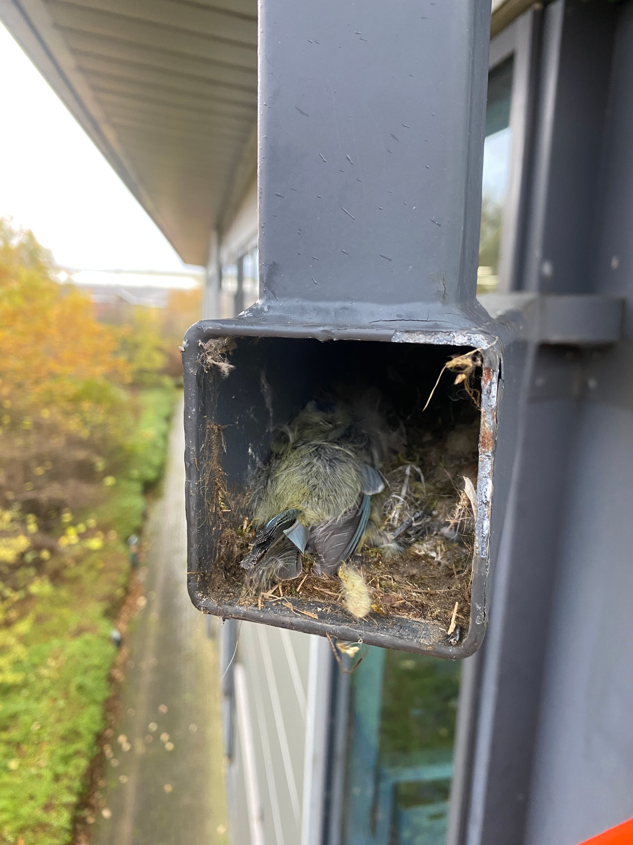 FIREWIRE FSE's image