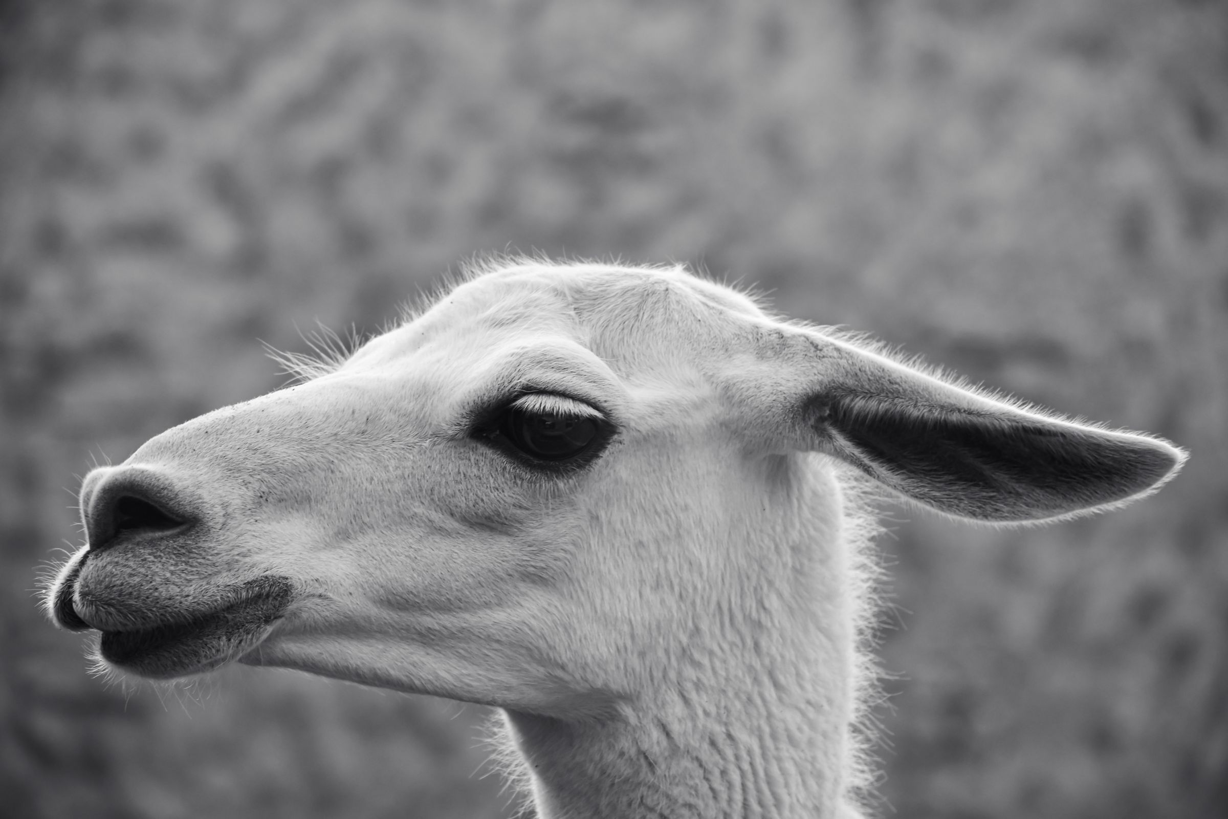 Gentle Soul – A Llama's calm expression.