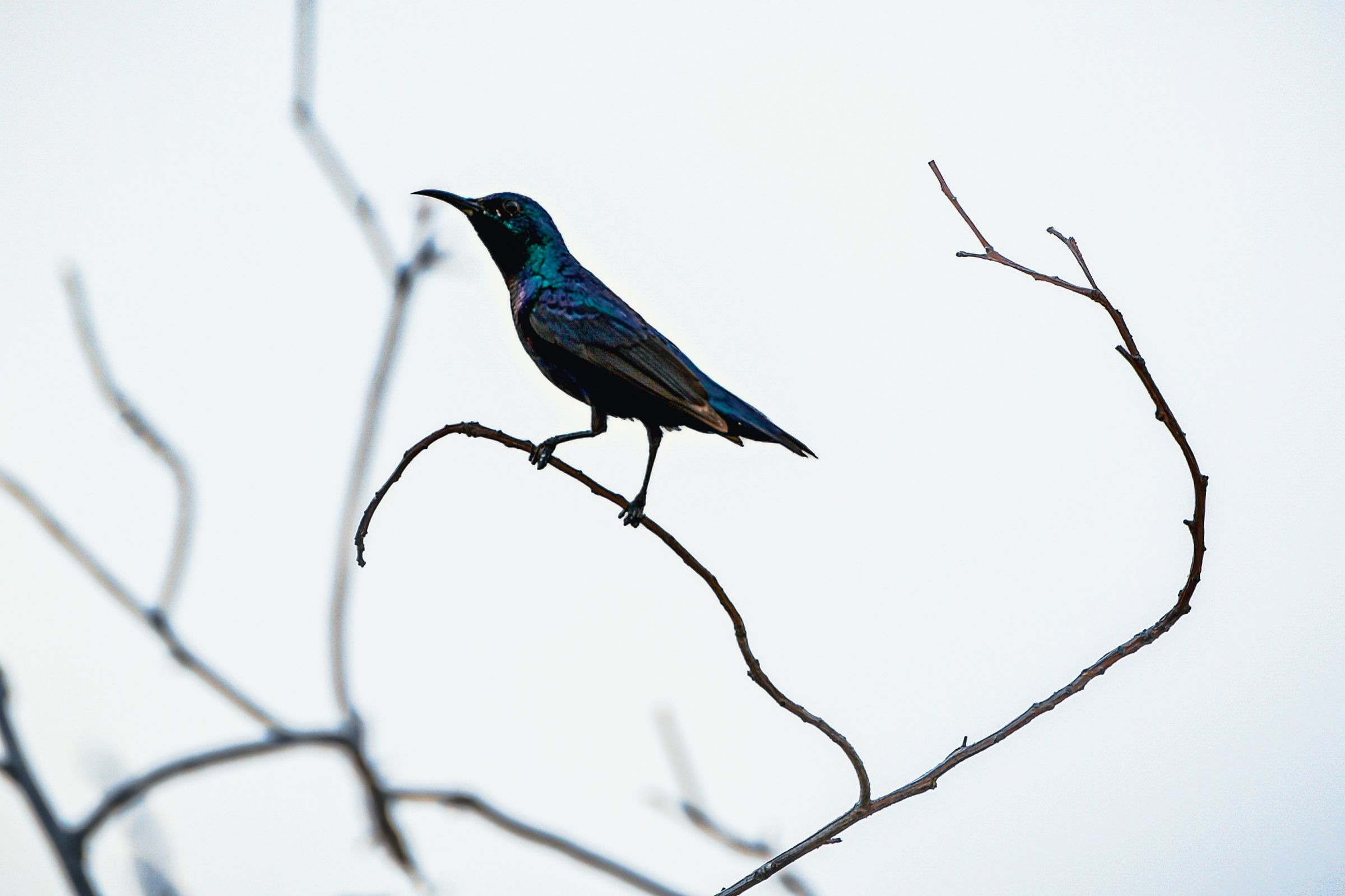 Shining Feathers – Blue starling glowing in the light.