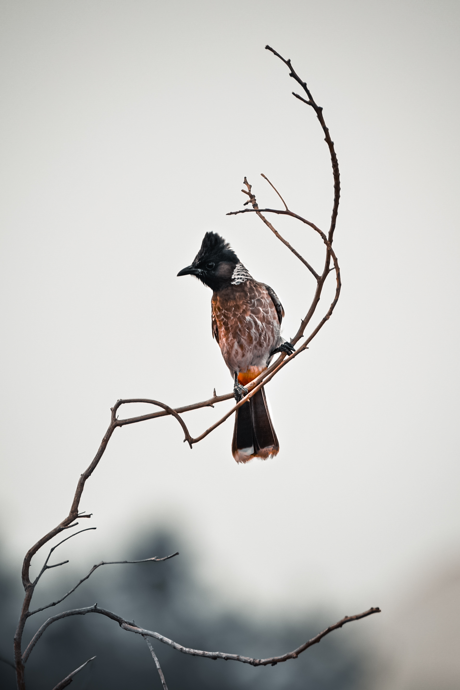 Still Perch – A bulbul waiting in silence.