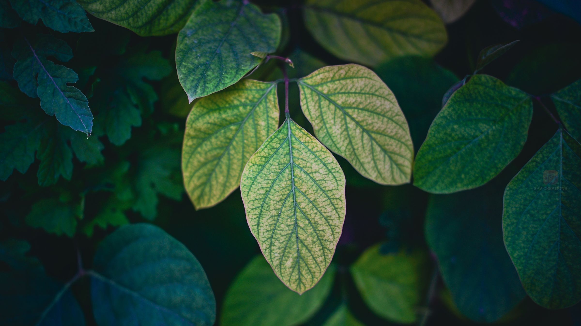 Leaf Patterns – Nature’s artwork in every detail.
