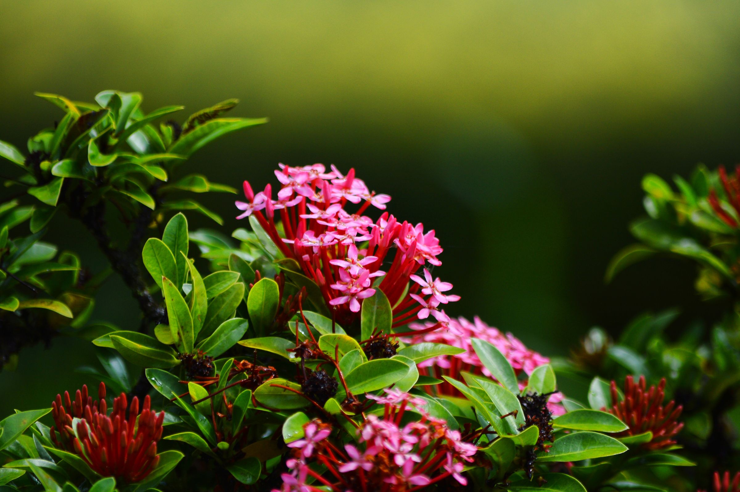 Pink Symphony – Blossoms forming a natural bouquet.
