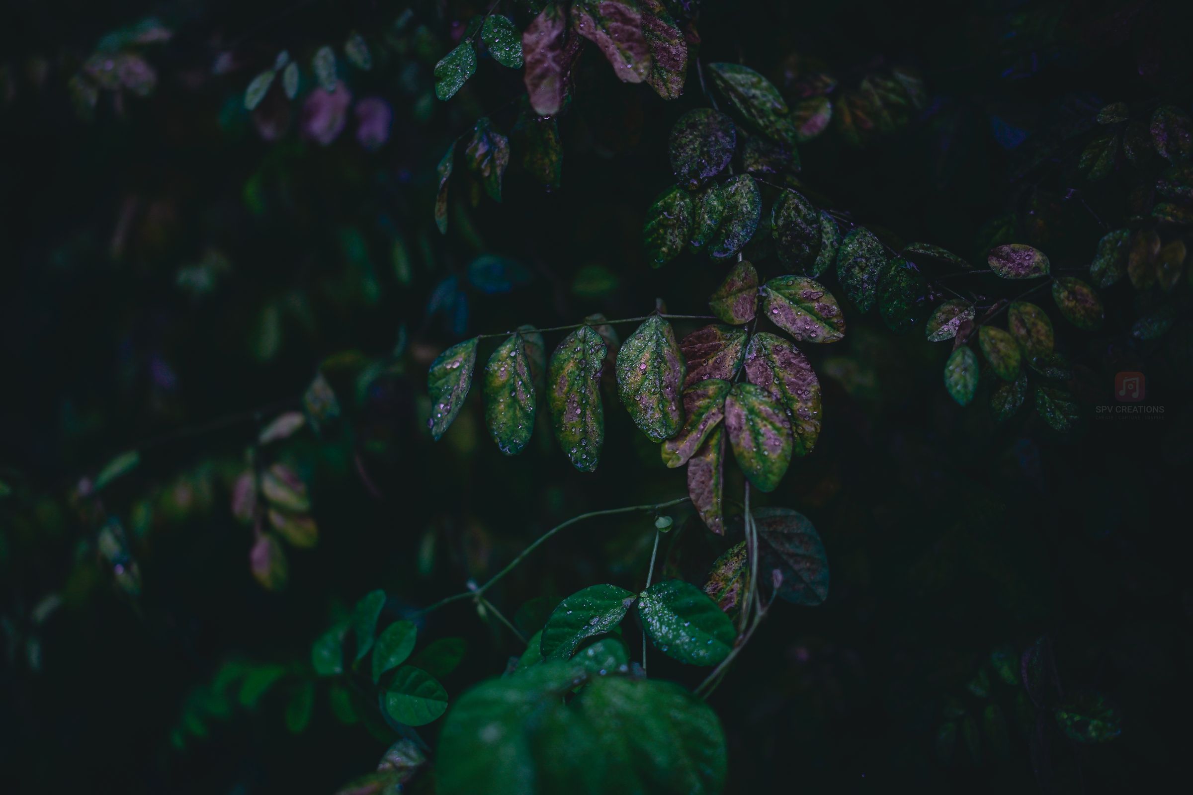 Shadowed Greens – Leaves painted by light and shade.