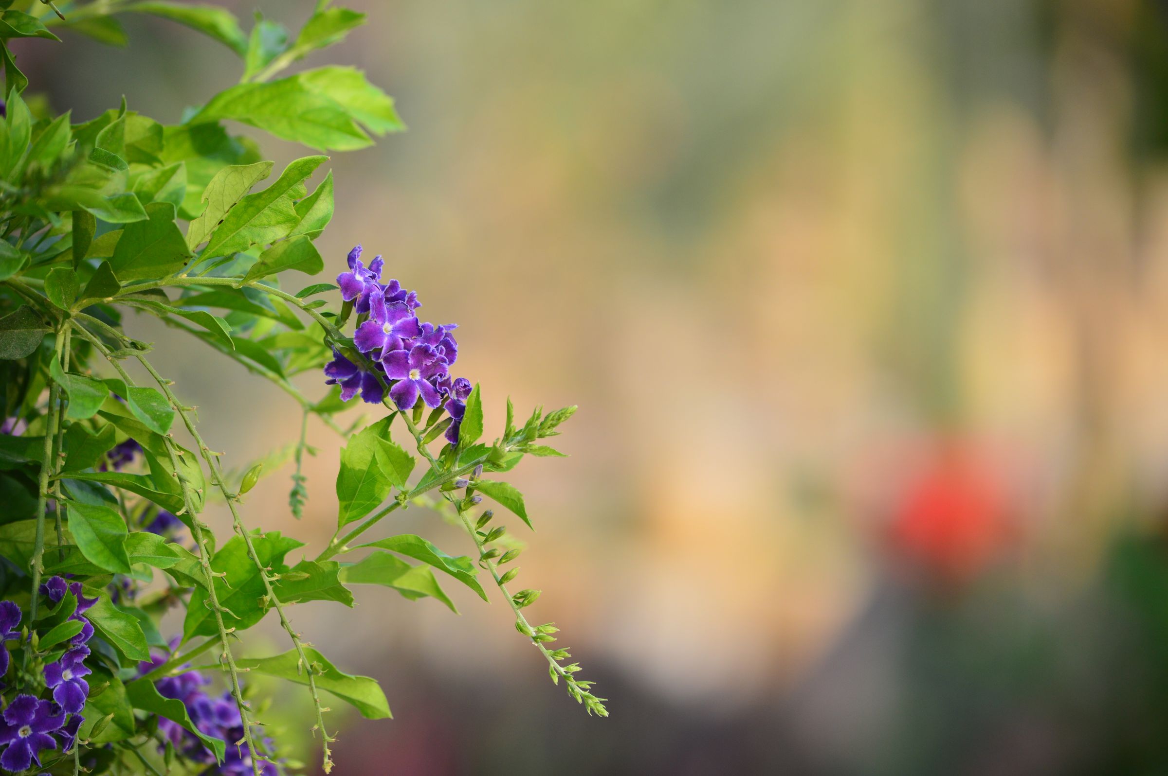 Wild Violet – A flower shining in its own space.