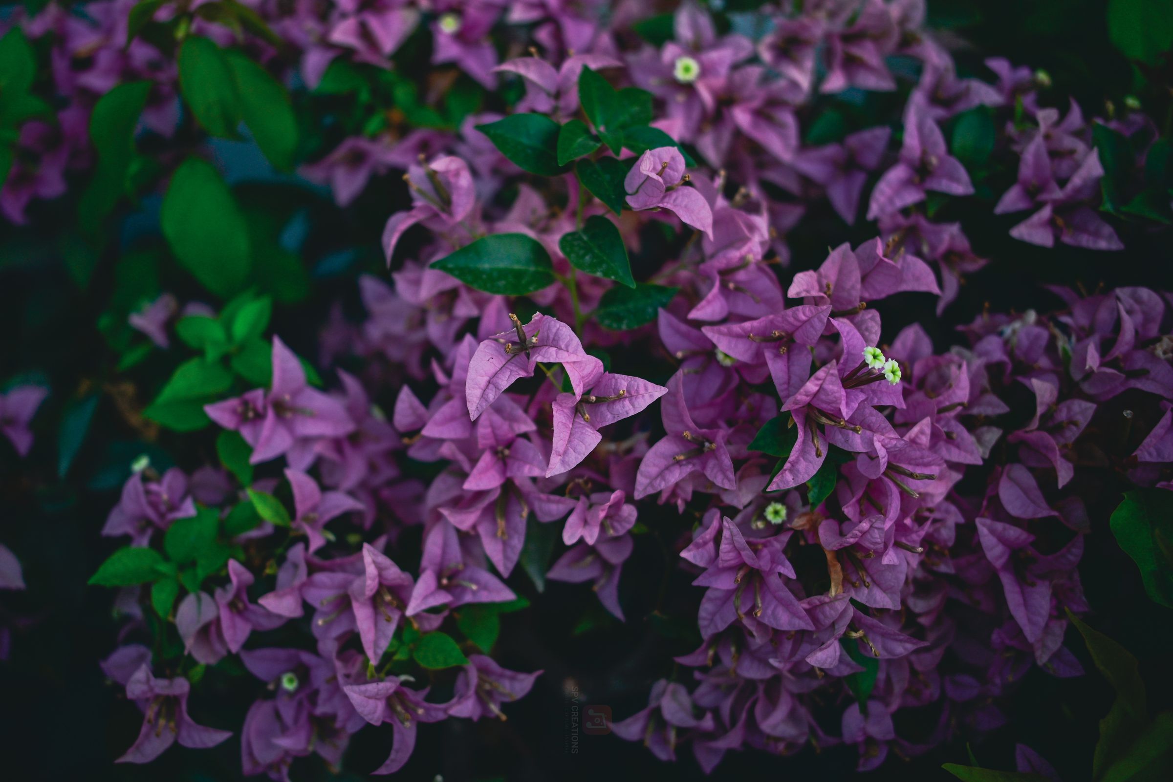 SPV Creations's image