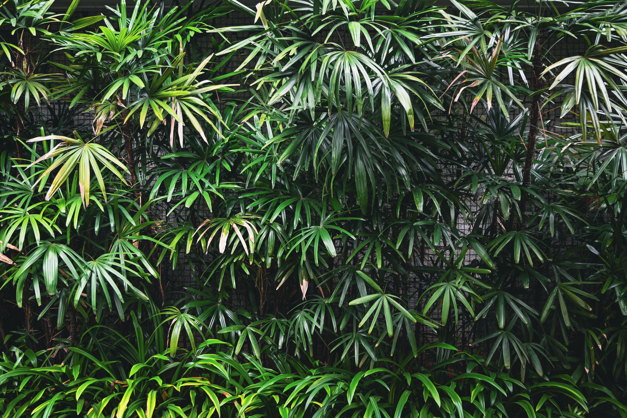 Green Harmony – Layers of leaves in perfect rhythm.
