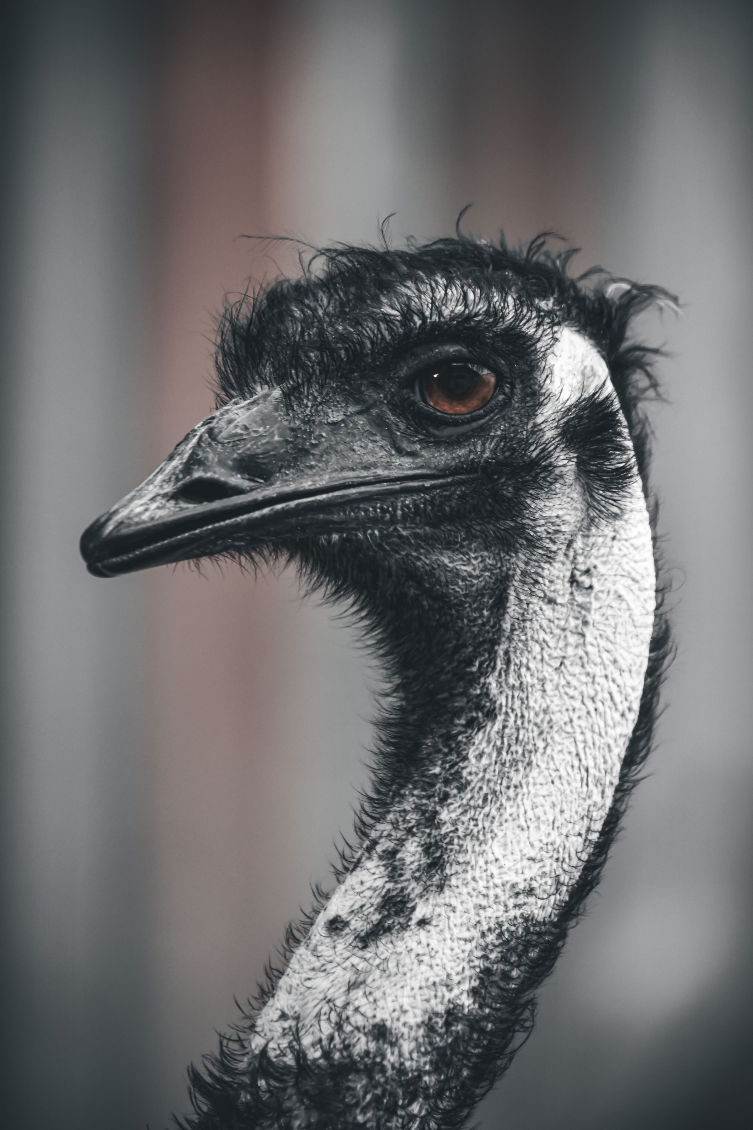 Sharp Gaze – Emu’s eyes locked with intensity.