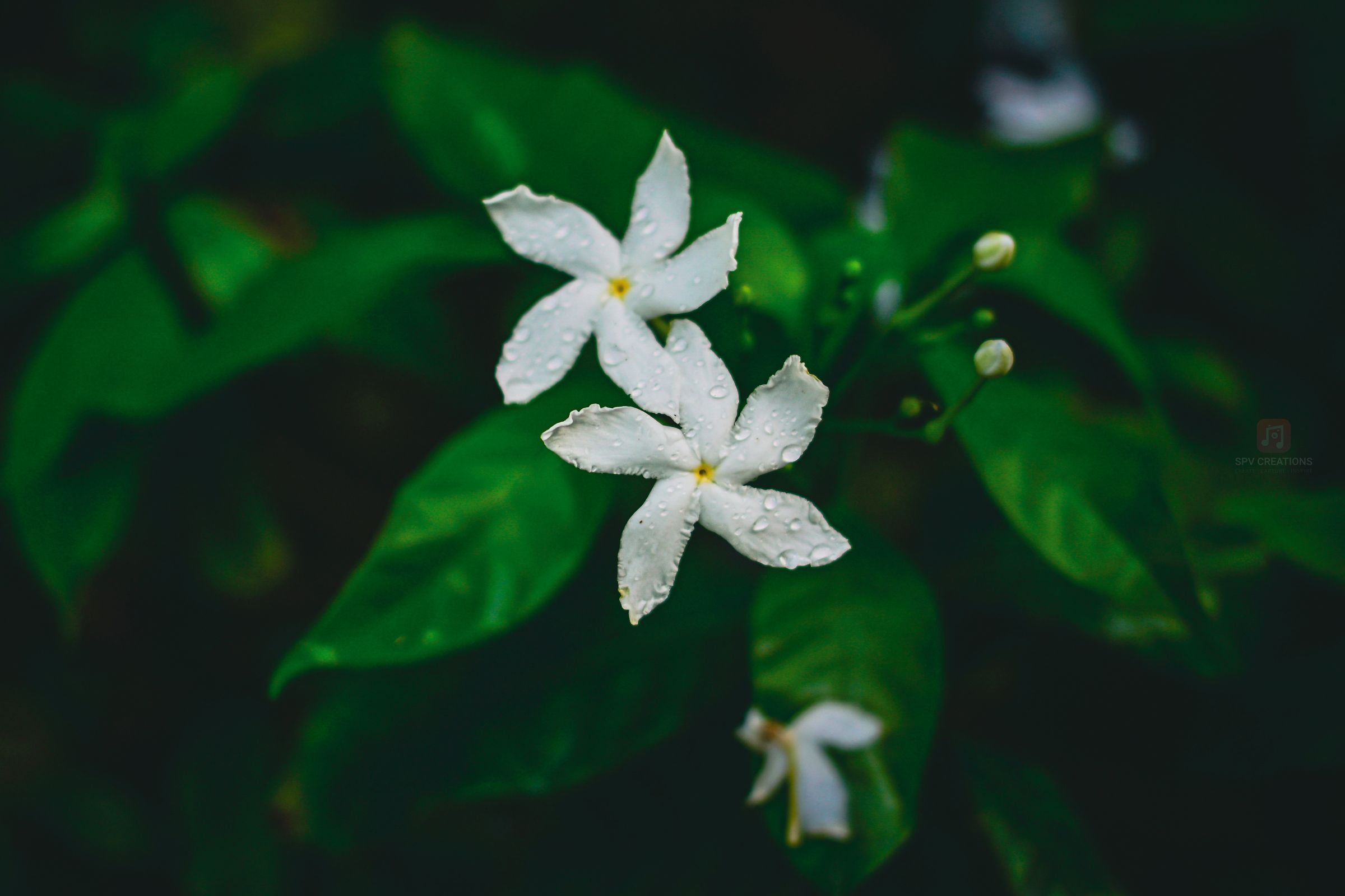 White Blossom – Purity captured in delicate petals.