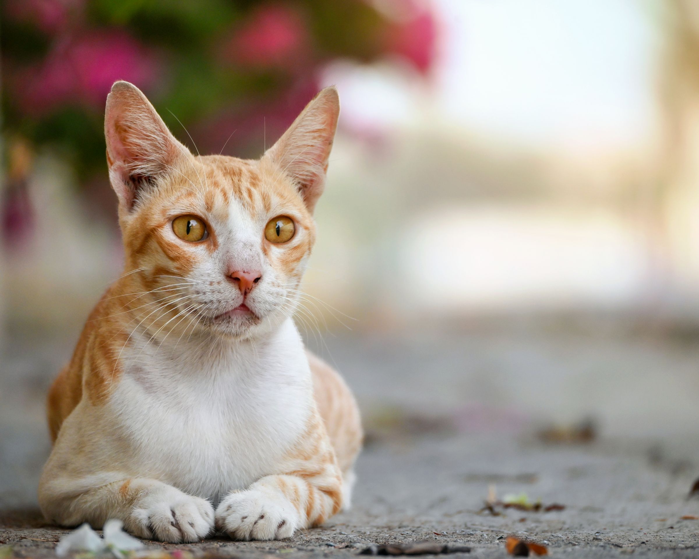 Street Royalty – A cat basking in natural charm.
