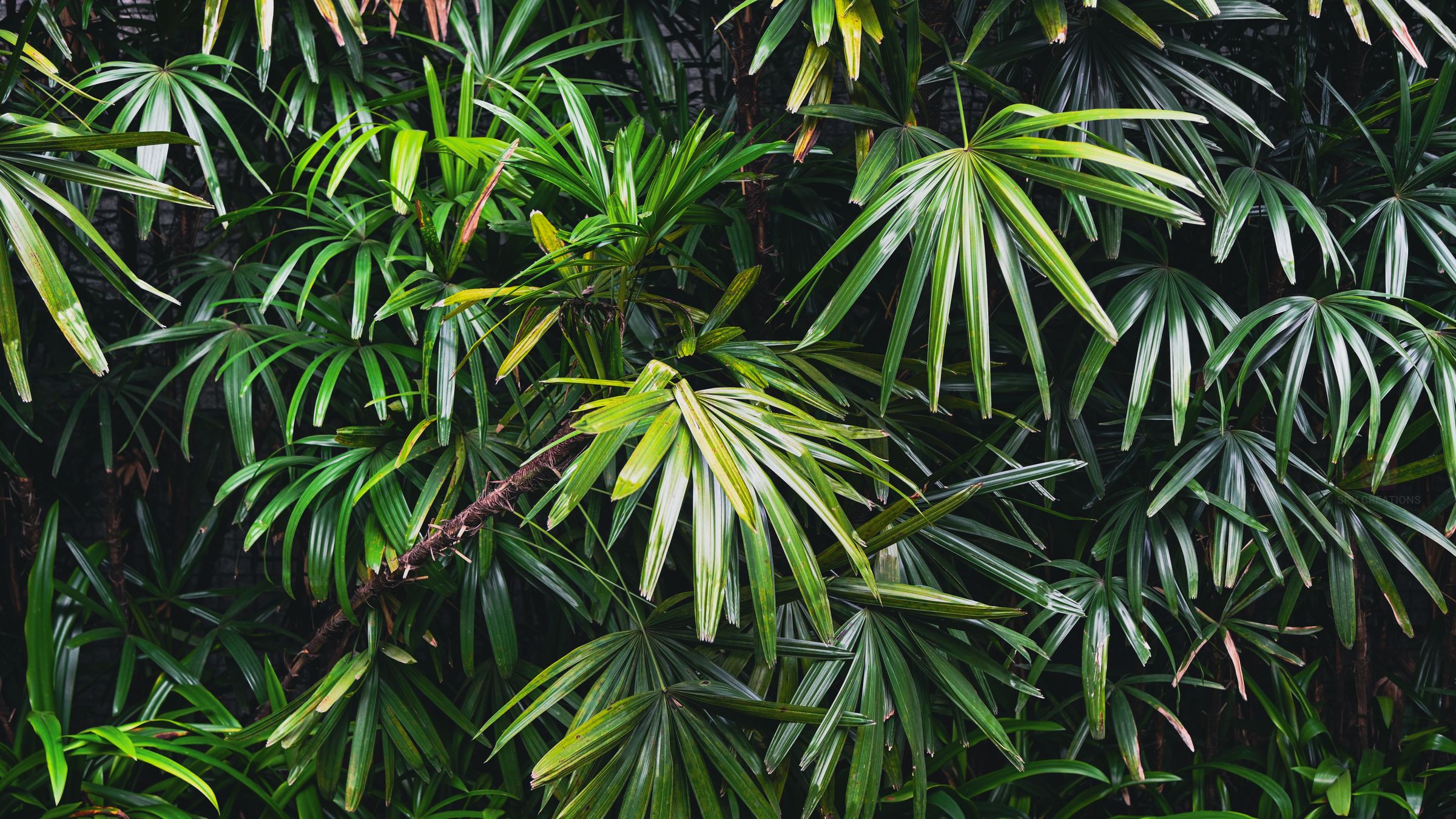 SPV Creations's image