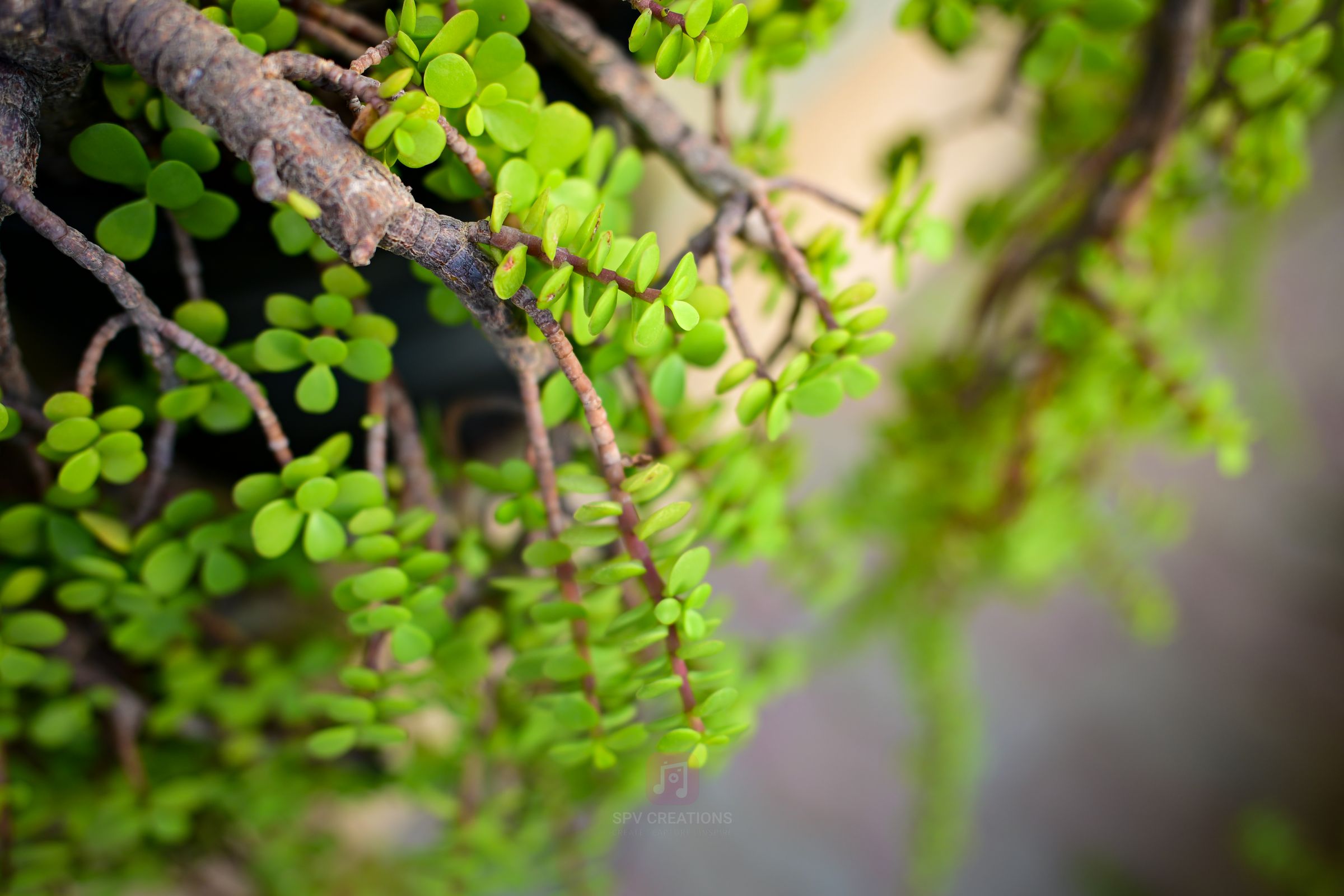 SPV Creations's image