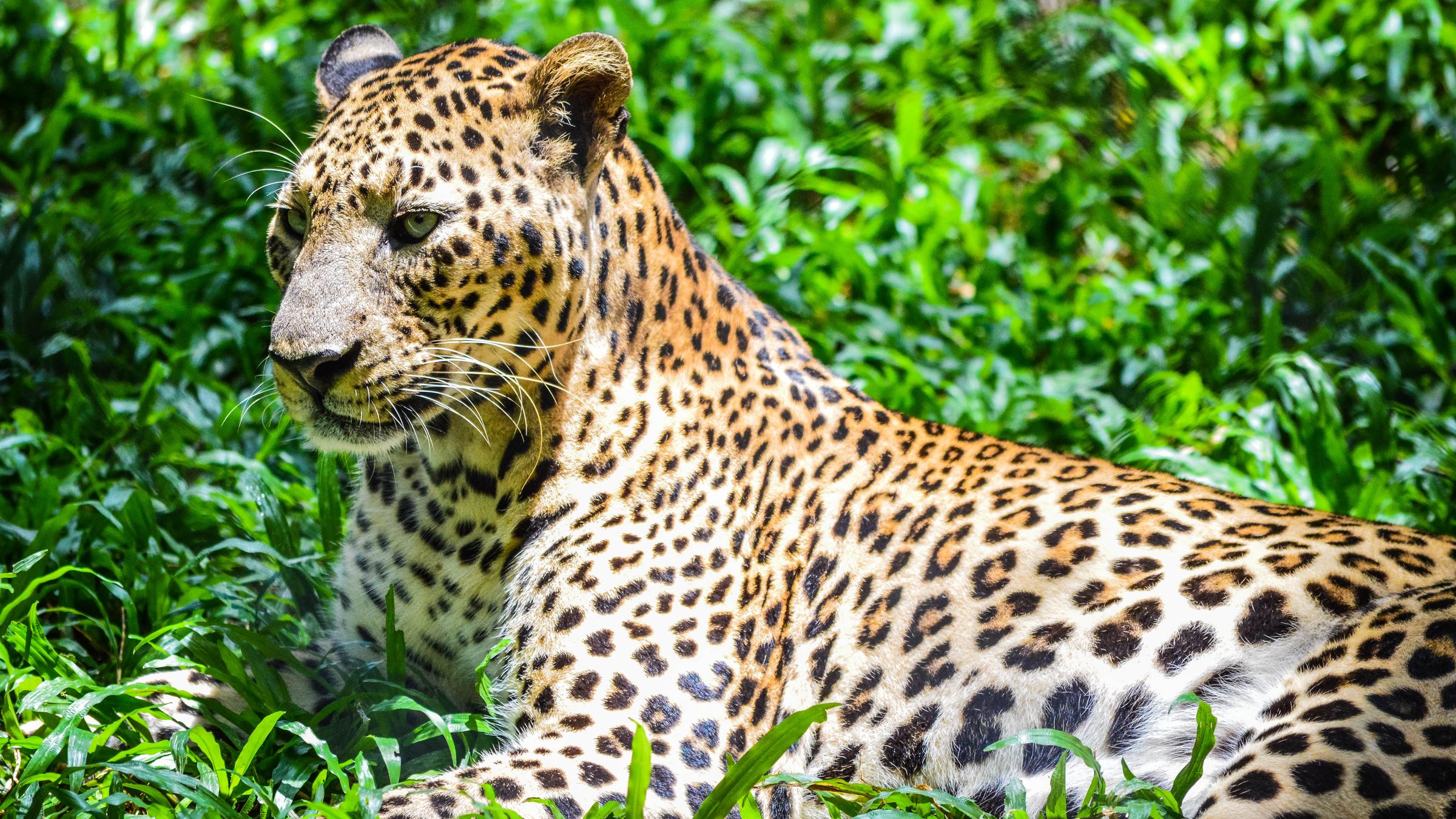 Focused Hunter – Leopard with a sharp focus