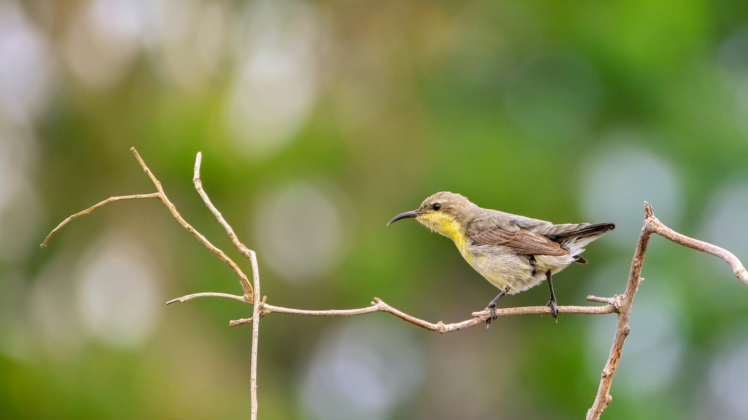 Songbird Moment – A small bird caught mid-pose.