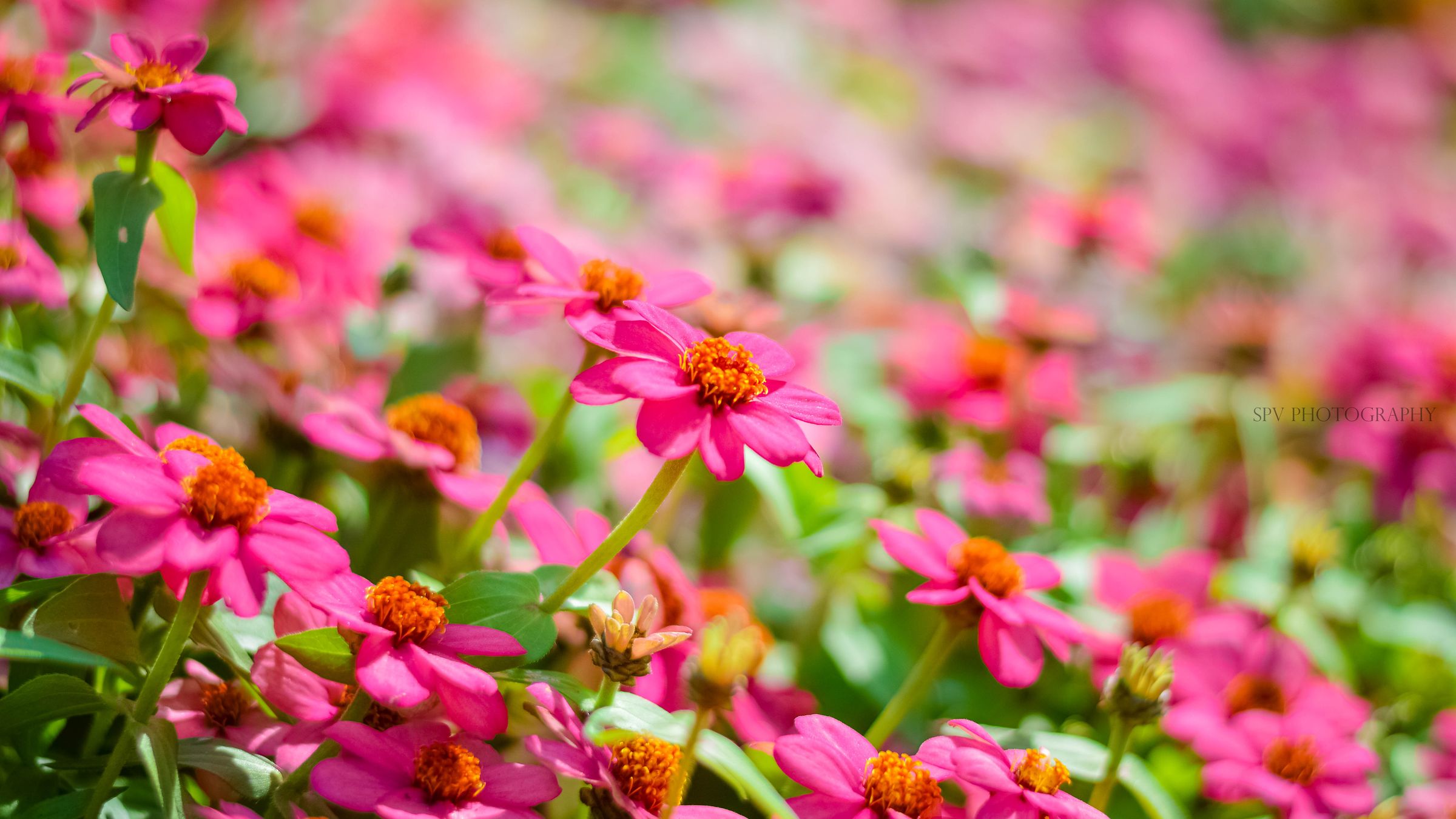 Garden Delight – Colors spread like a living canvas.