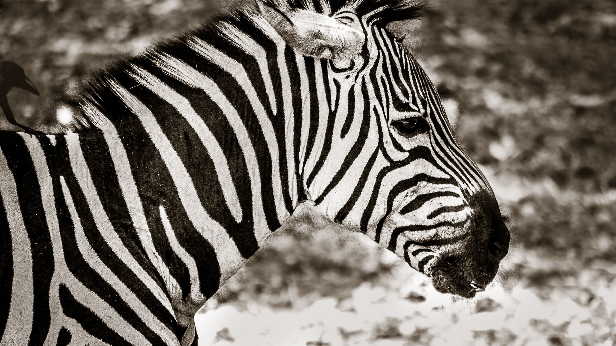 Black & White Stripes – Zebra’s natural elegance.