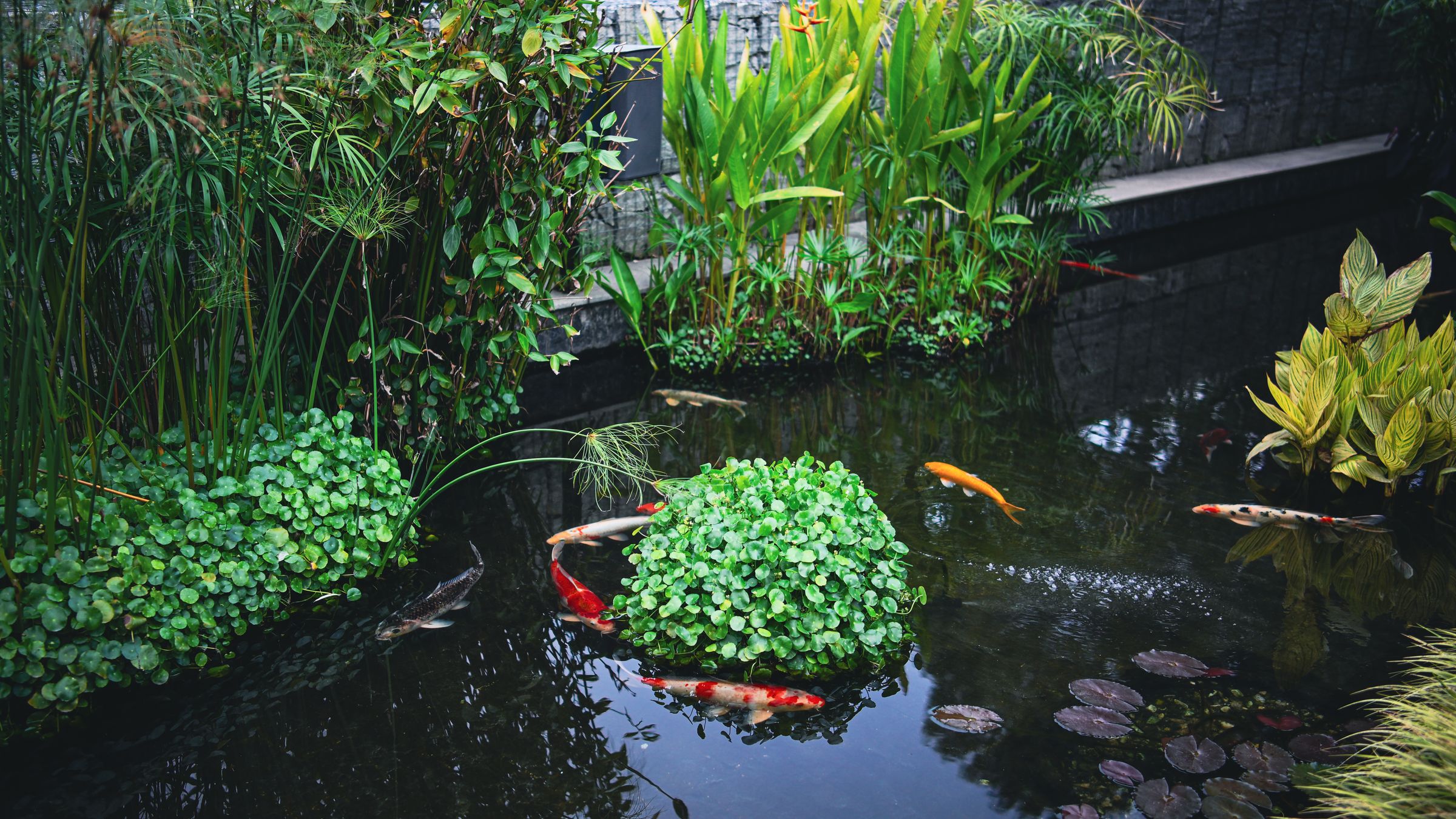 Floating Garden – Life thriving in water and green.