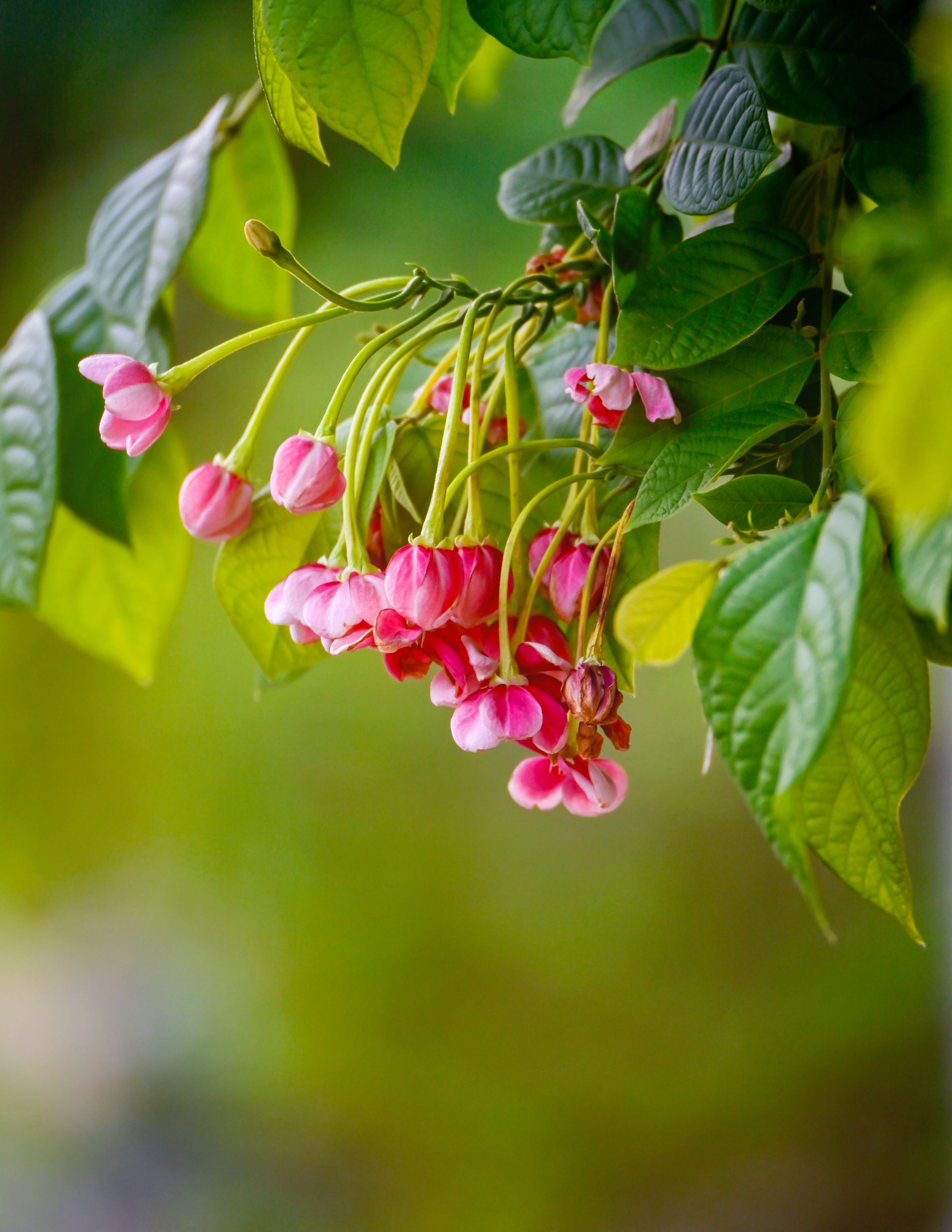 Hanging Beauty – Petals swaying like lanterns.