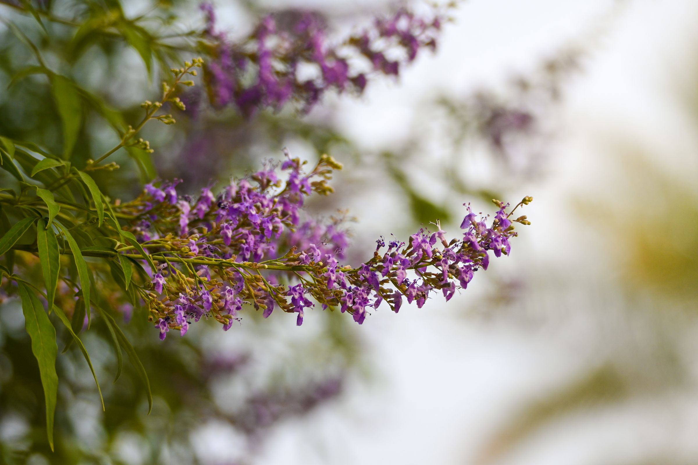 Lavender Glow – Soft blossoms in gentle focus.